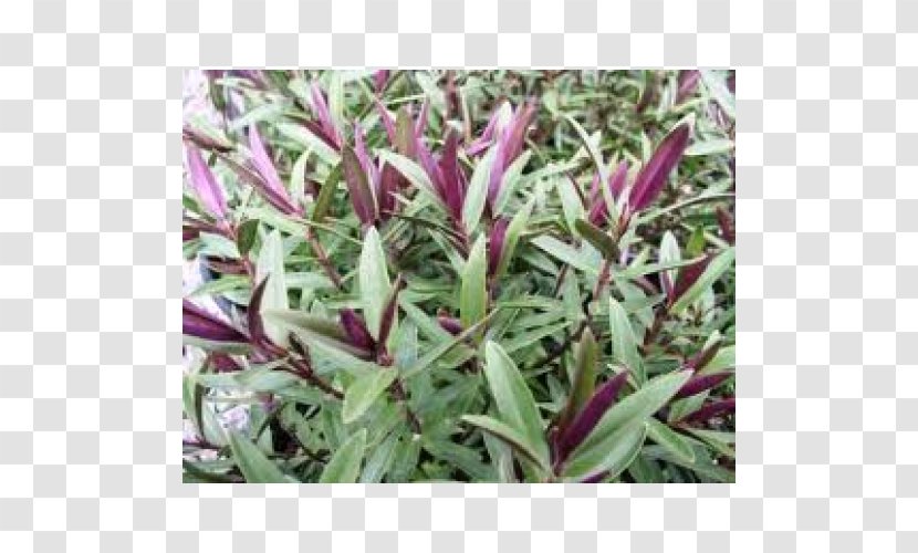 Groundcover Hebe Shrub Lawn Herb Transparent PNG
