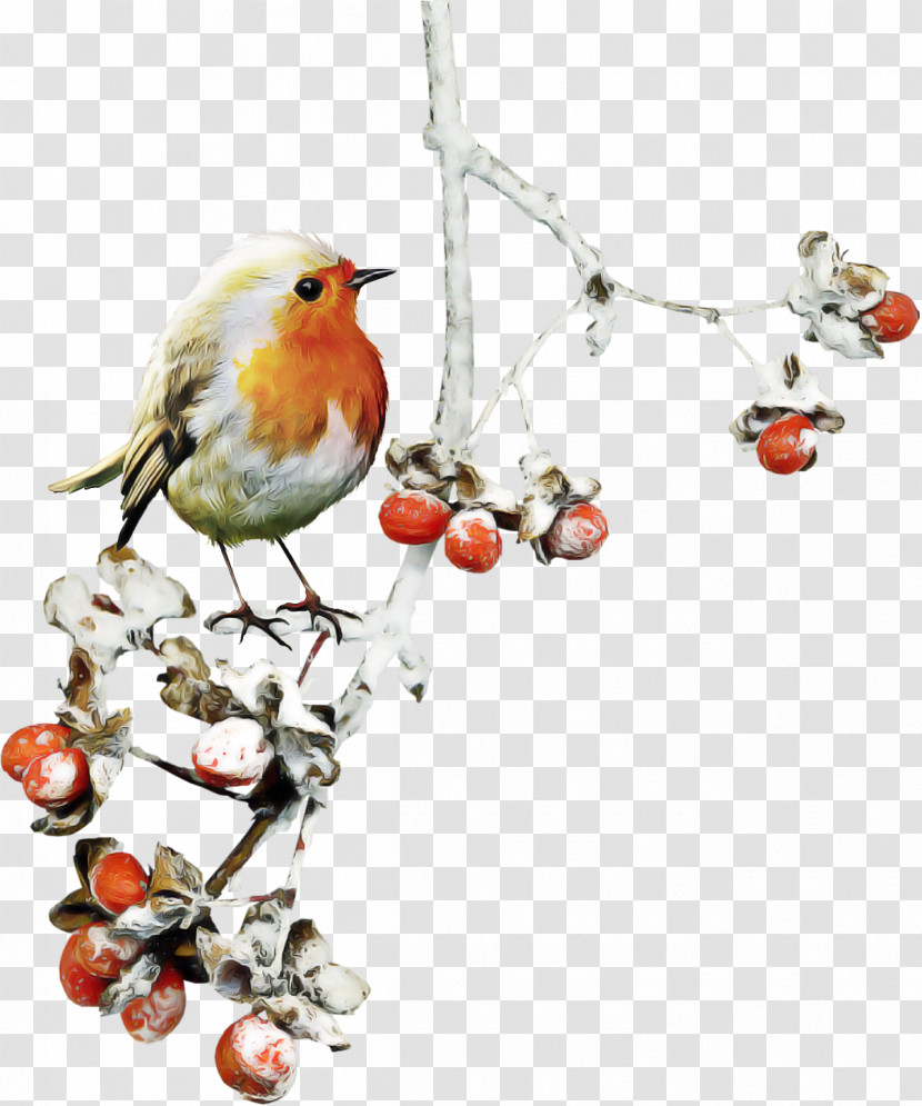 Holly Transparent PNG