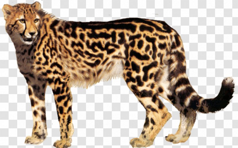 Cheetah Clip Art Transparency Desktop Wallpaper - Cat Like Mammal Transparent PNG