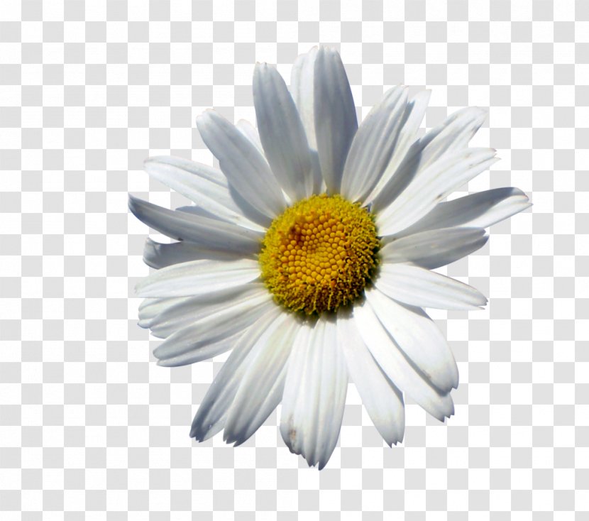 Common Daisy Oxeye Marguerite Chrysanthemum Roman Chamomile Transparent PNG