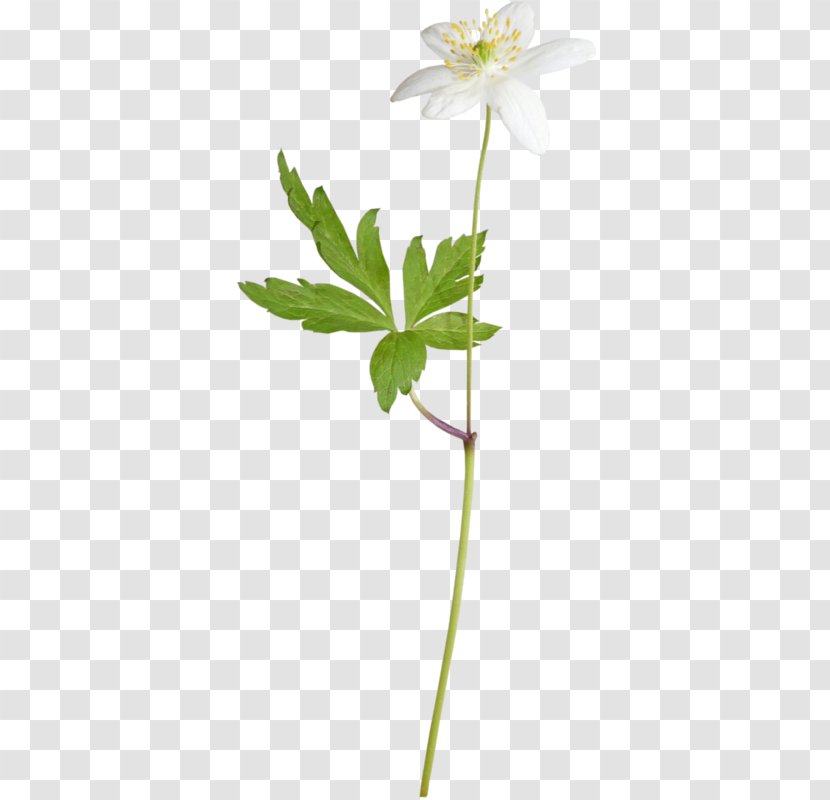 A Lily - Plant - Herbaceous Transparent PNG