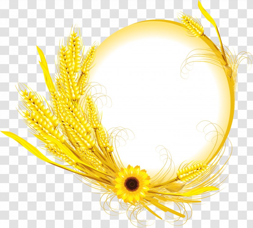 Common Sunflower Wheat Clip Art - Autumn - Oil Transparent PNG