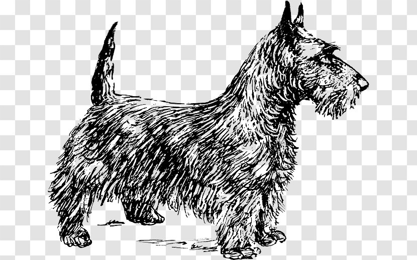 Scottish Terrier Smooth Fox Cairn Yorkshire Boston - Paw - Vertebrate Transparent PNG