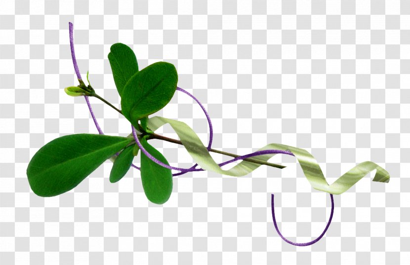 Leaf Flower - Resource - Foliage Ribbon Rope Transparent PNG