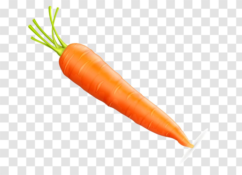 Baby Carrot Vecteur Euclidean Vector - Food Transparent PNG