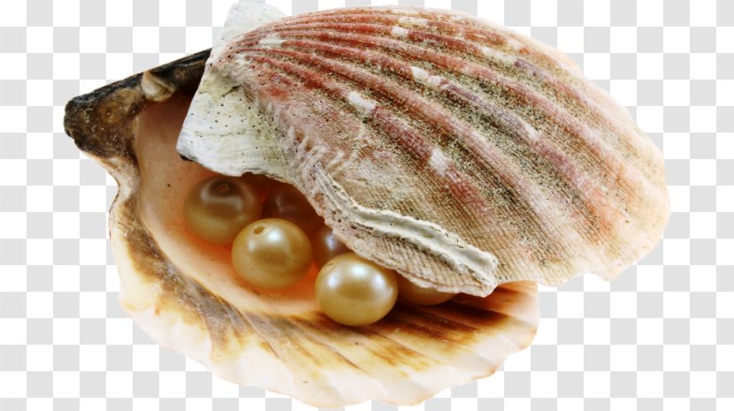 Pearl Hunting Seashell Oyster Nacre - Clams Oysters Mussels And Scallops Transparent PNG