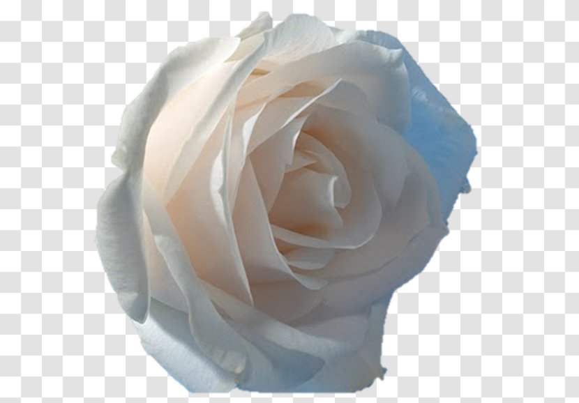 Desktop Wallpaper Rose Flower - Widescreen Transparent PNG