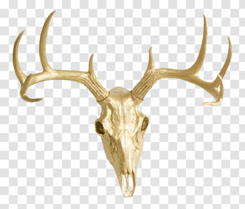 White-tailed Deer Antler Skull Wall - Resin Transparent PNG