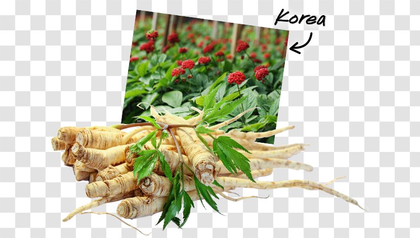 Herbal Tea American Ginseng Ginsenoside Saponin - Extract - Natural Foods Transparent PNG