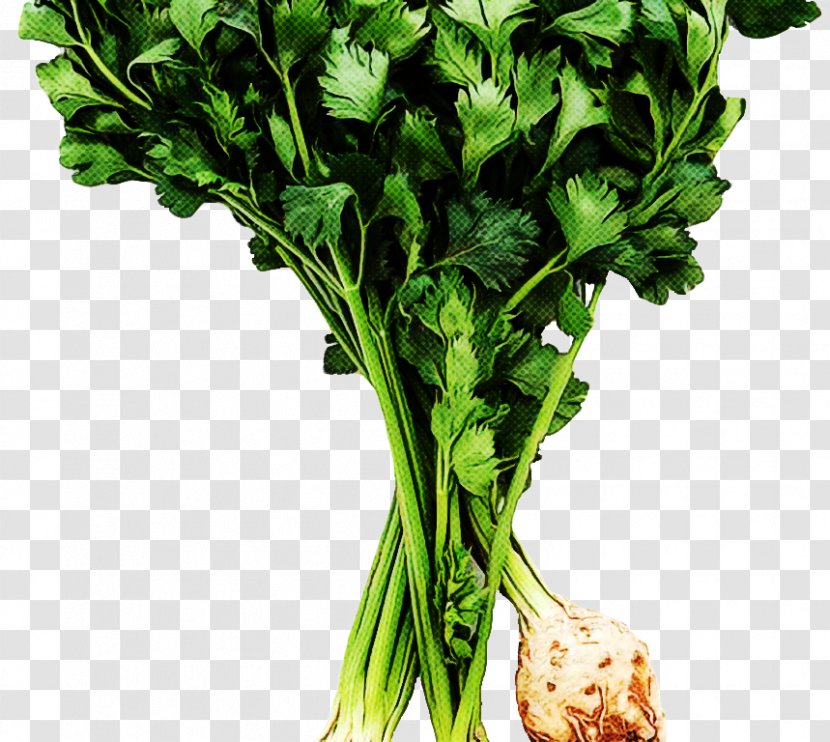 Vegetables Cartoon - Plant Stem - Superfood Arugula Transparent PNG