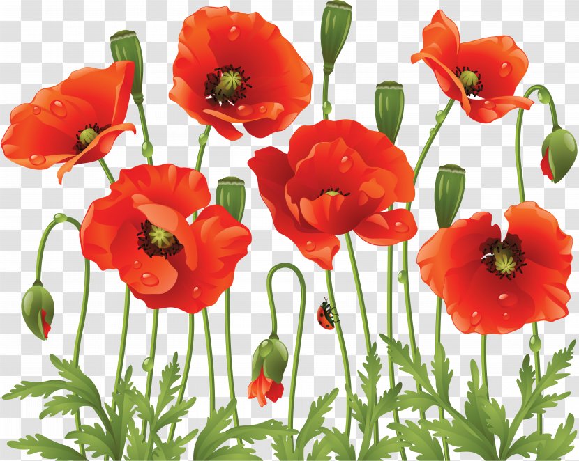 Common Poppy Flower Clip Art - Wildflower Transparent PNG