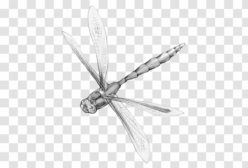 Insect Animal Magic Poems Dragonfly - Information Transparent PNG