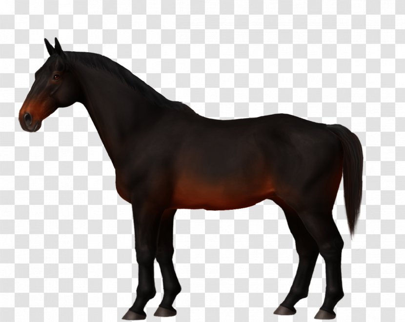 Stallion Mare Mane Mustang Thoroughbred - Pack Animal Transparent PNG