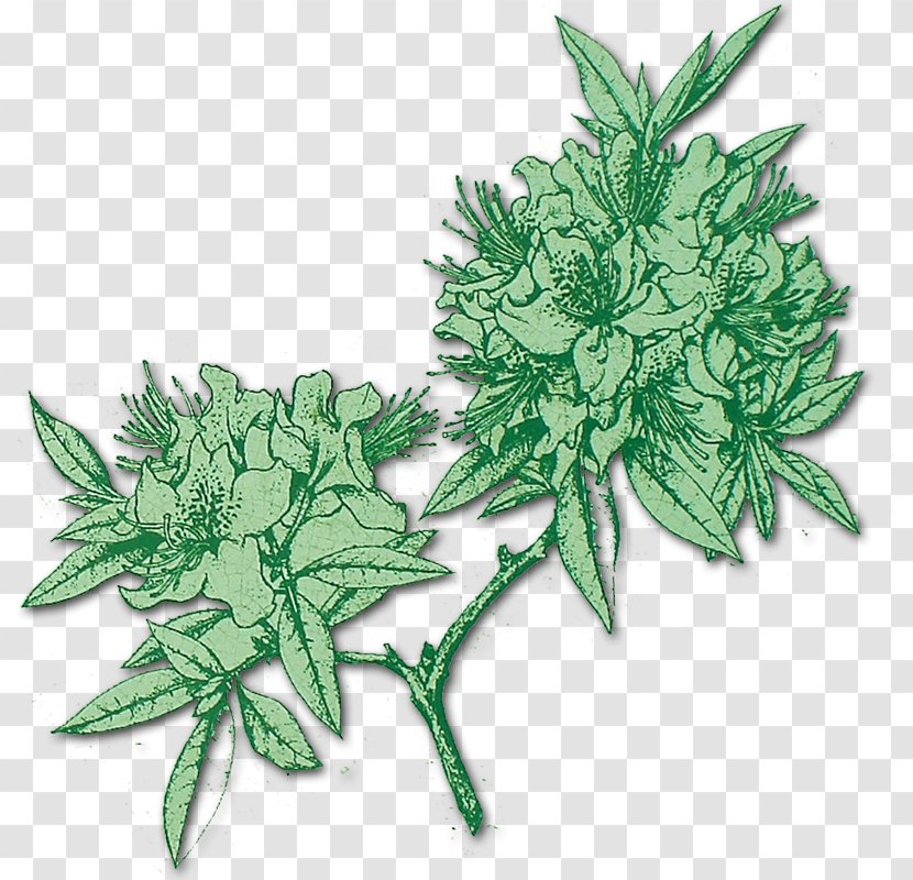 Leaf Flower Subshrub Herb - Signe Avant Coureur Du Printemps Transparent PNG