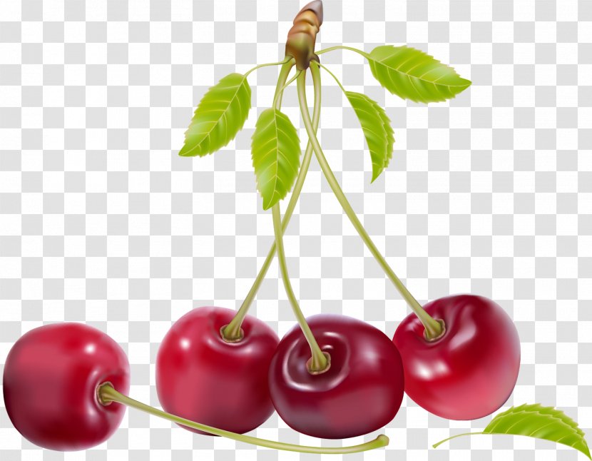 Cherry Fruit Drawing Clip Art - Superfood - Berries Transparent PNG