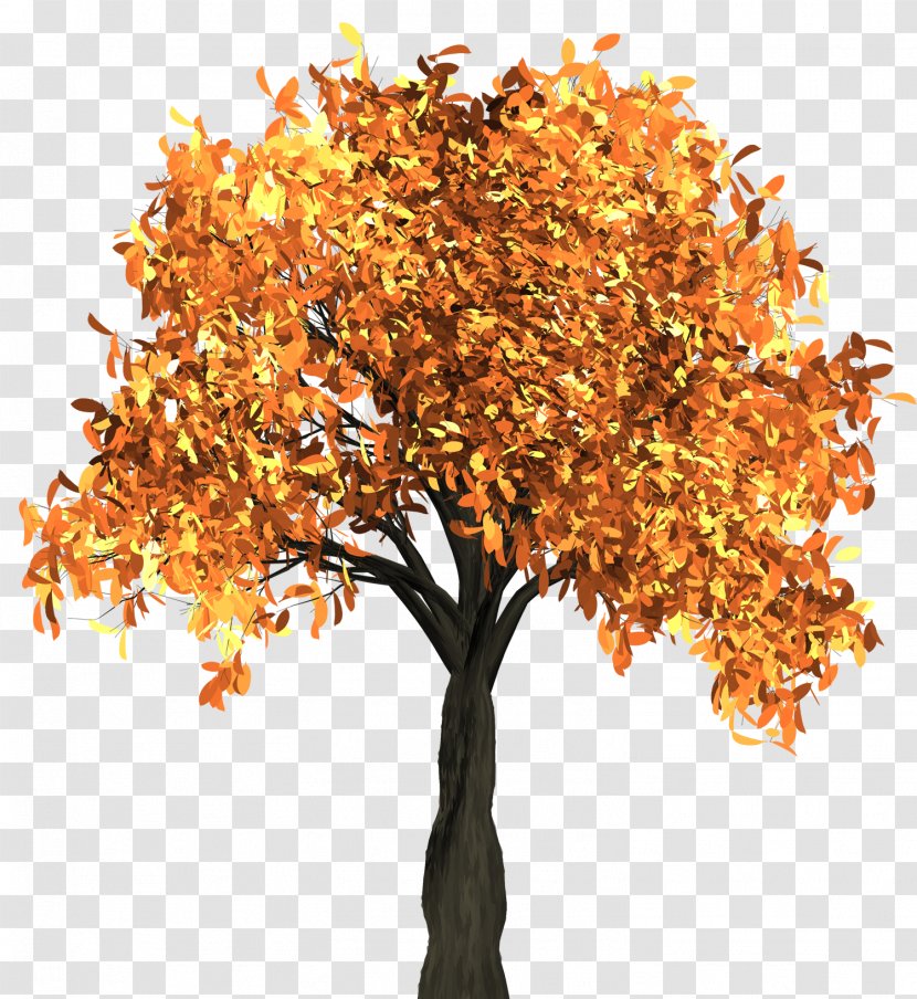 Autumn Leaf Color Tree - Plant Transparent PNG