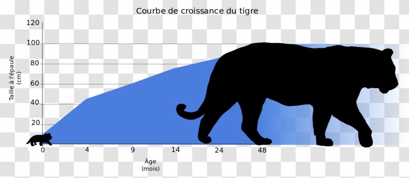 Felidae Cycle De Vie Du Tigre Hình Tượng Con Hổ Trong Văn Hóa Bengal Tiger Paper - Reproduction - Tigres Transparent PNG