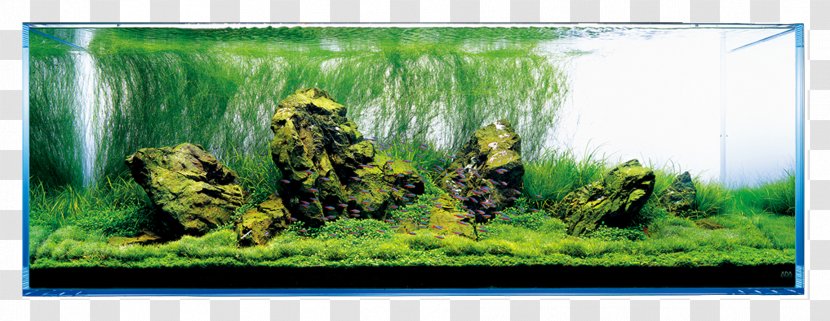 Aquariums Aquascaping Aqua Design Amano Rock - Substrate - Lush Tree Transparent PNG