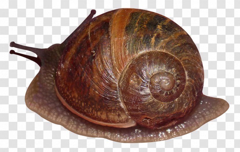 Sea Snail - Gastropod Shell Transparent PNG
