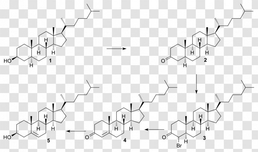 Steroid Sulfatase Estradiol Testosterone - Text - Synthesis Transparent PNG