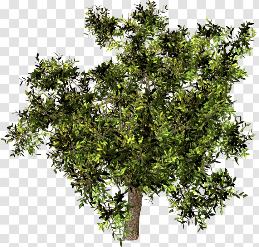 Stock Photography Tree IStock Royalty-free - Quercus Dentata Transparent PNG