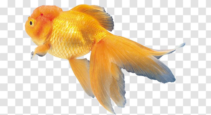 Goldfish ディスワン前橋大利根店 Clip Art - Fish Transparent PNG