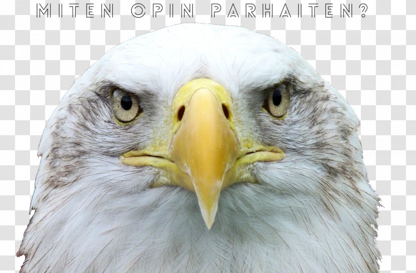 Bird Bald Eagle Desktop Wallpaper 4K Resolution Ultra-high-definition Television - Photography Transparent PNG