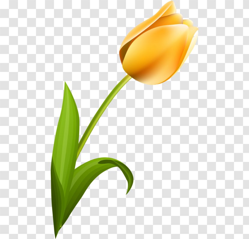 Tulip Petal Desktop Wallpaper Flower Plant Stem - Painting Transparent PNG
