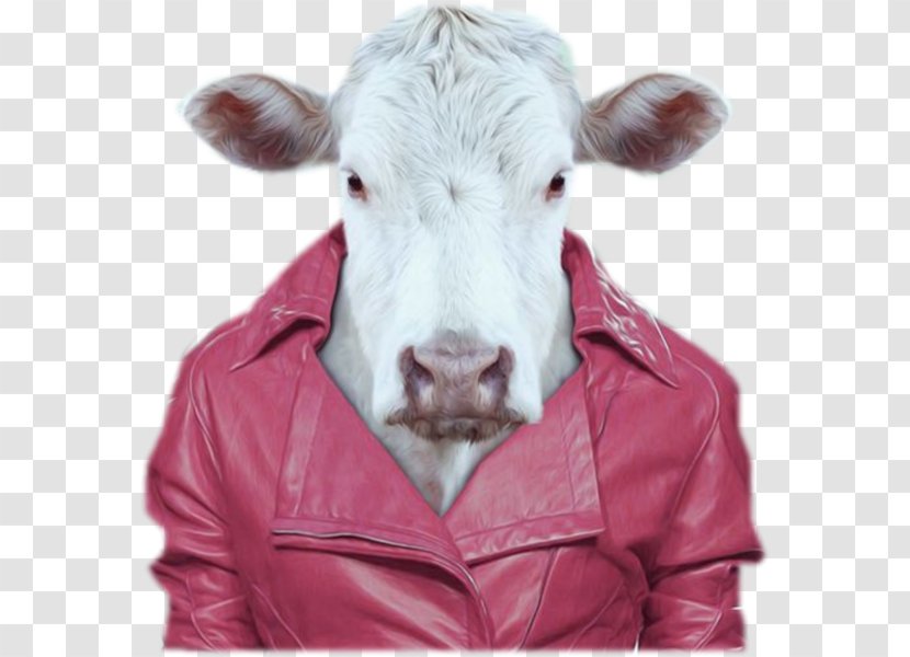 Zoo Portraits 2018: SLIM NOTES Taurus Cattle Portrait Photography - Dairy Cow - Artist Transparent PNG