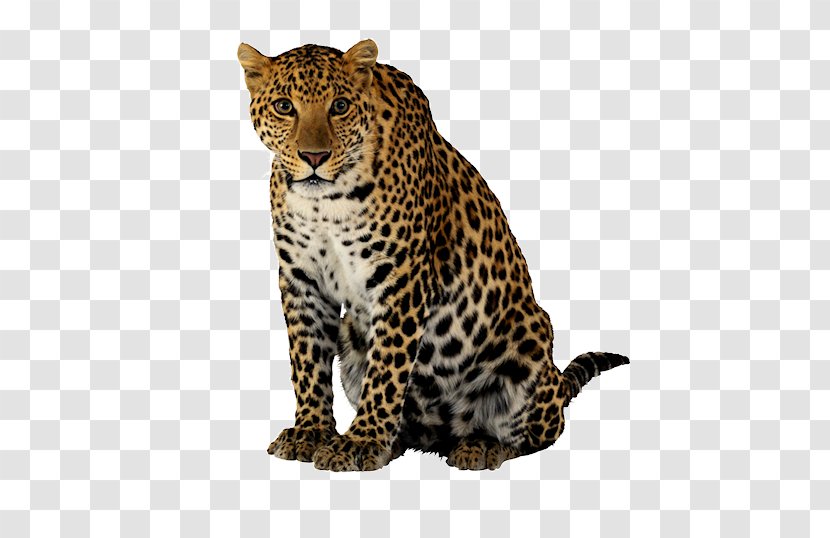 Leopard Felidae Lion Jaguar Cheetah - Cat Like Mammal Transparent PNG