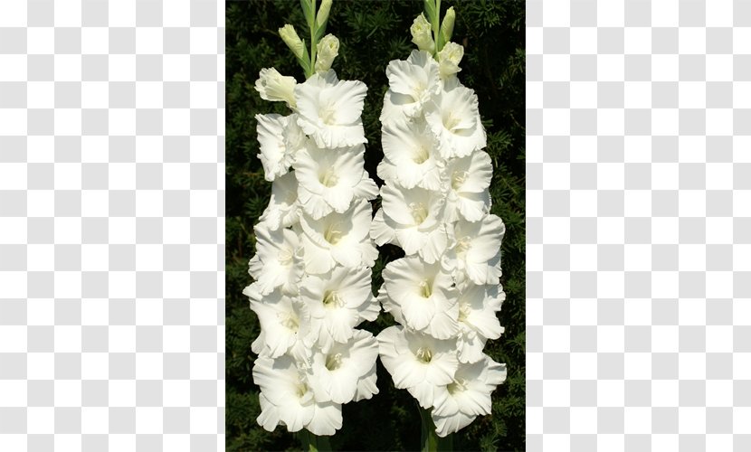 Coppertips Gladiolus Plant Cut Flowers - Flowering Transparent PNG