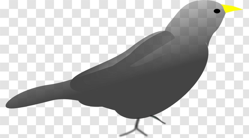 Clip Art Desktop Wallpaper Image - Fauna - Blackbird Cartoon Transparent PNG