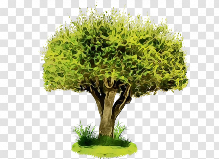 Plant Green Tree Flowerpot Grass Transparent PNG