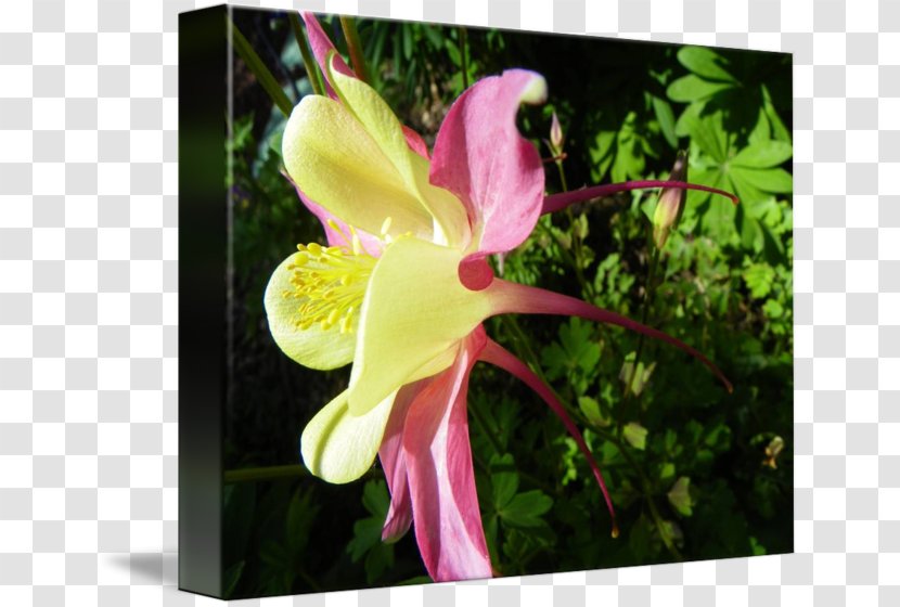 Canna Moth Orchids Wildflower Plant Stem - Flowering - Columbine Transparent PNG