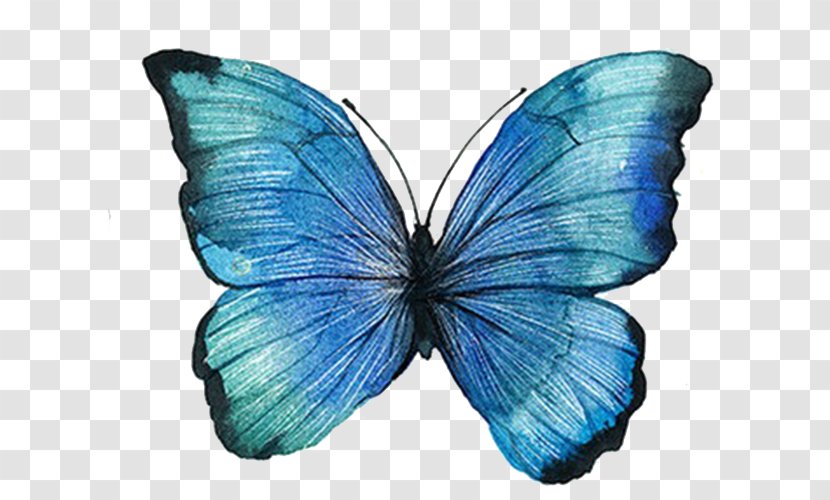 Graphic Design - Wing - Blue Butterfly Transparent PNG