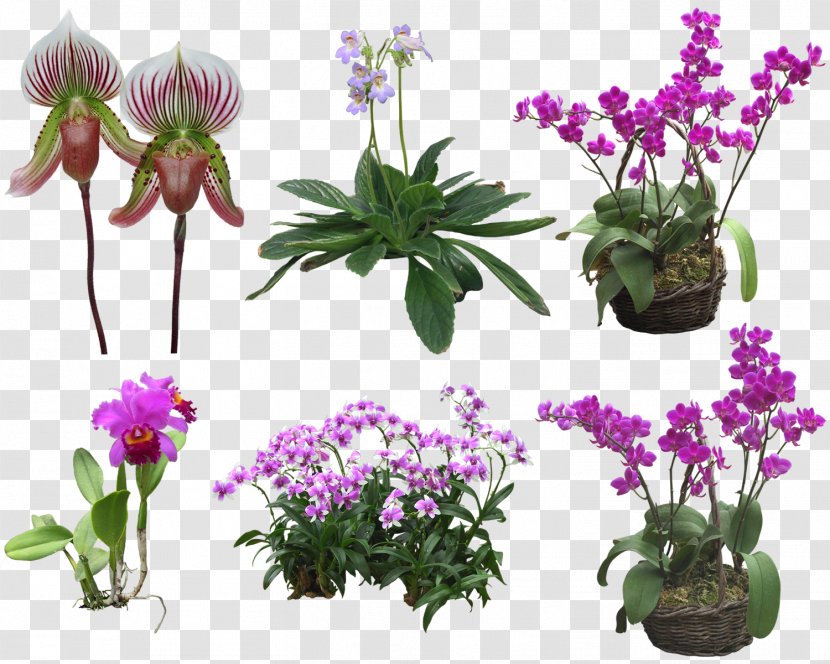 Orchids Flower Clip Art - Creative Floral Design Patterns Transparent PNG