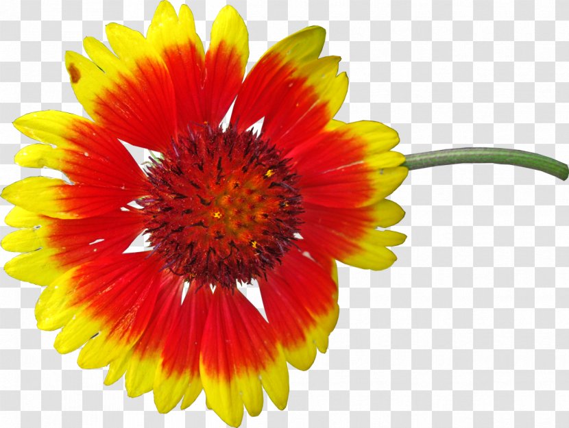 Transvaal Daisy Royalty-free Blanket Flowers Photography - Drawing - Colorful Flower Transparent PNG