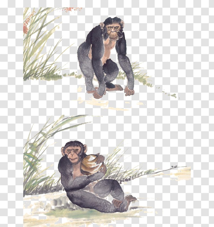 Gorilla Common Chimpanzee Orangutan - Primate - Hand-painted Transparent PNG