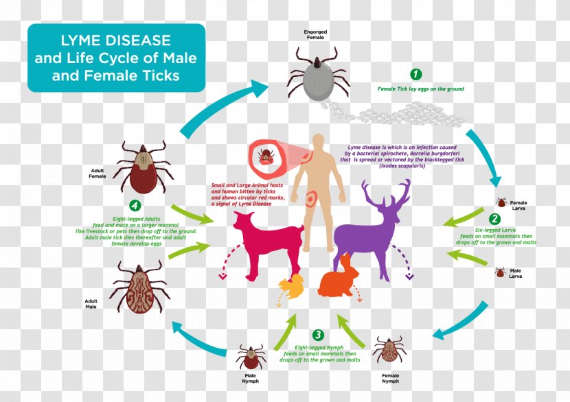 Lyme Disease Deer Tick Vector - Frame Transparent PNG