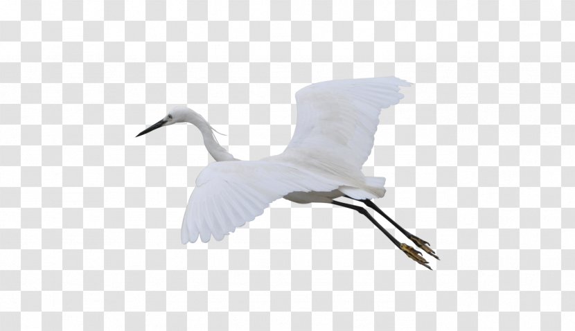 Crane Bird Goose Duck Cygnini - Beak - Flying Transparent PNG