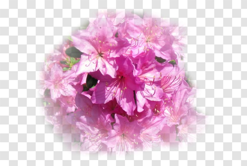 Floral Design Cut Flowers Peony Cherry Blossom - Magenta Transparent PNG