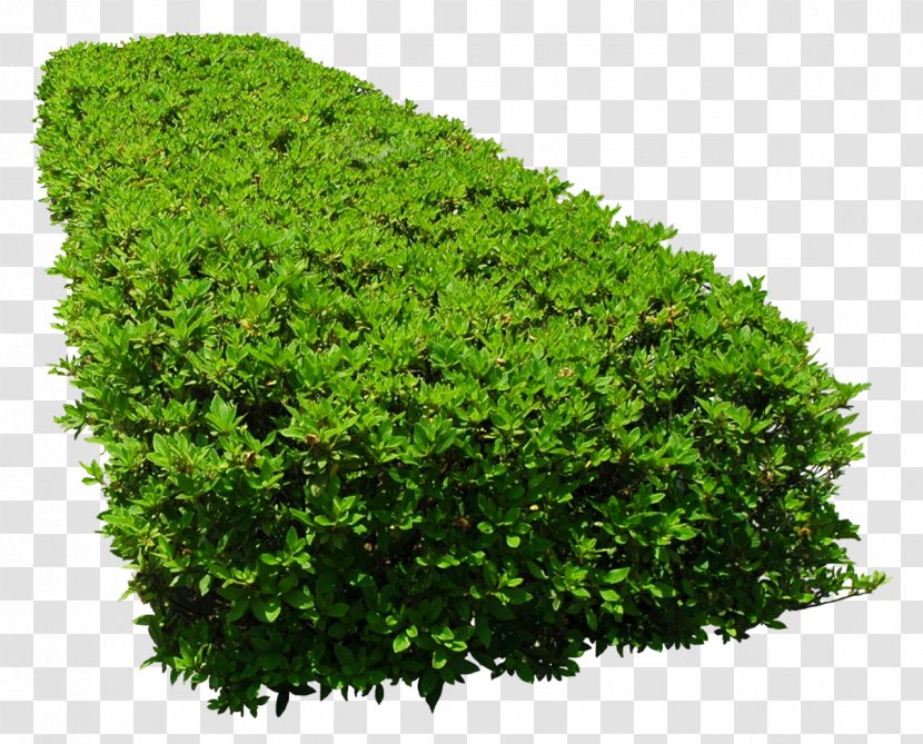 Flower Garden Tree - Bushes Transparent PNG