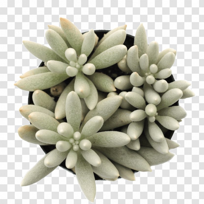 Woolly Senecio String-of-pearls Succulent Plant Soil - Radicans Transparent PNG