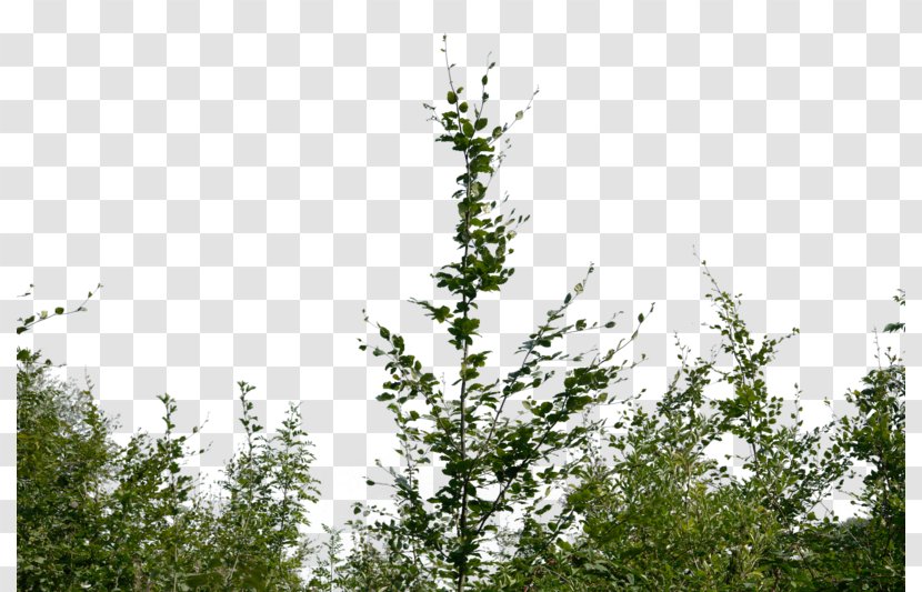 Shrub Clip Art - Deviantart - Bushes Transparent PNG