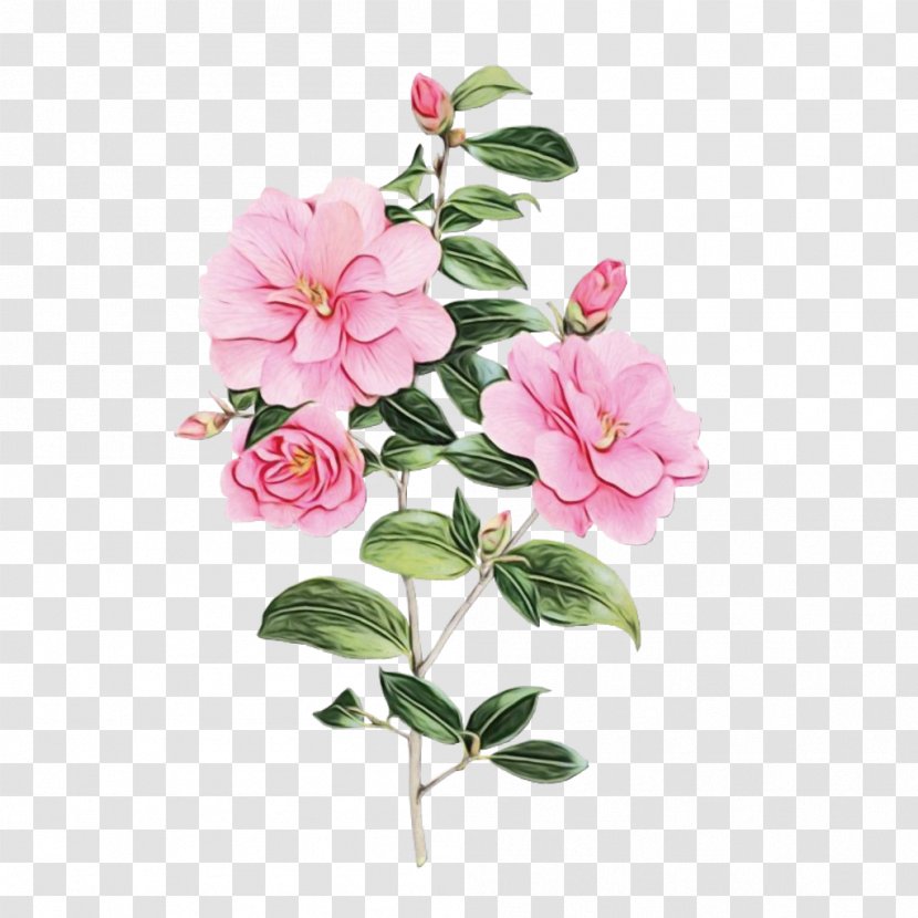 Floral Flower Background - Rosa Rubiginosa - Perennial Plant Geranium Transparent PNG