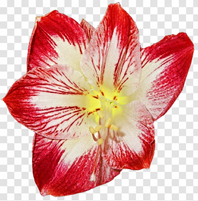 Jersey Lily Amaryllis YouTube Clip Art - Mallow Family - Youtube Transparent PNG
