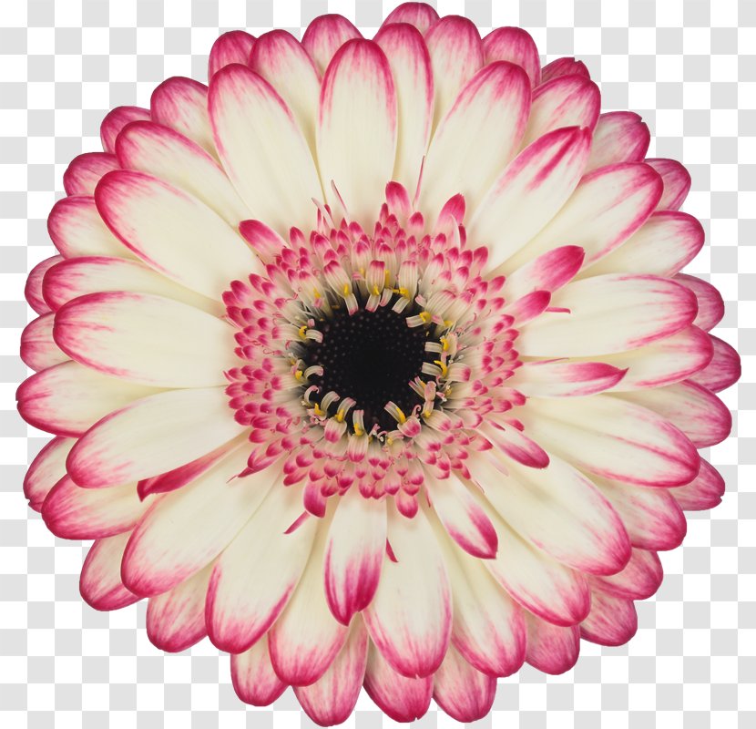 Transvaal Daisy Aalsmeer Flower Auction MINI Cooper Cut Flowers Floristry - Mini Transparent PNG