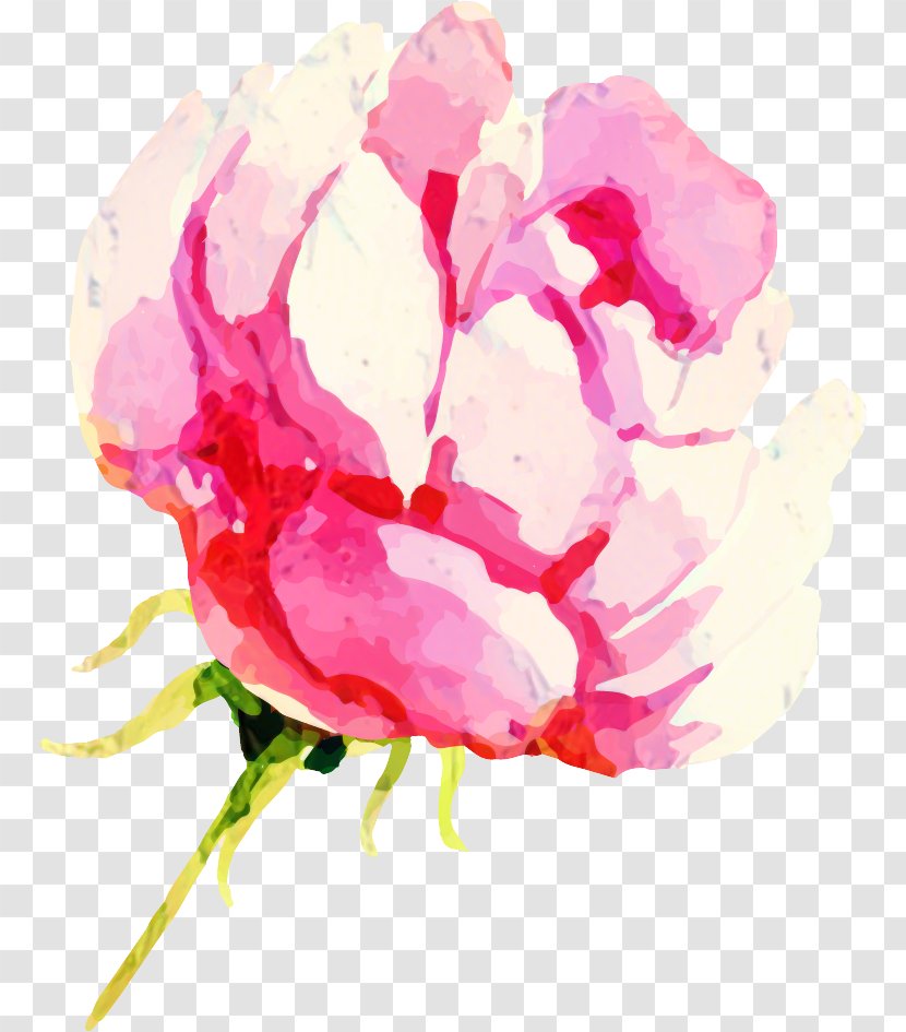 Cabbage Rose Garden Roses Peony Floral Design Cut Flowers - Flower Transparent PNG