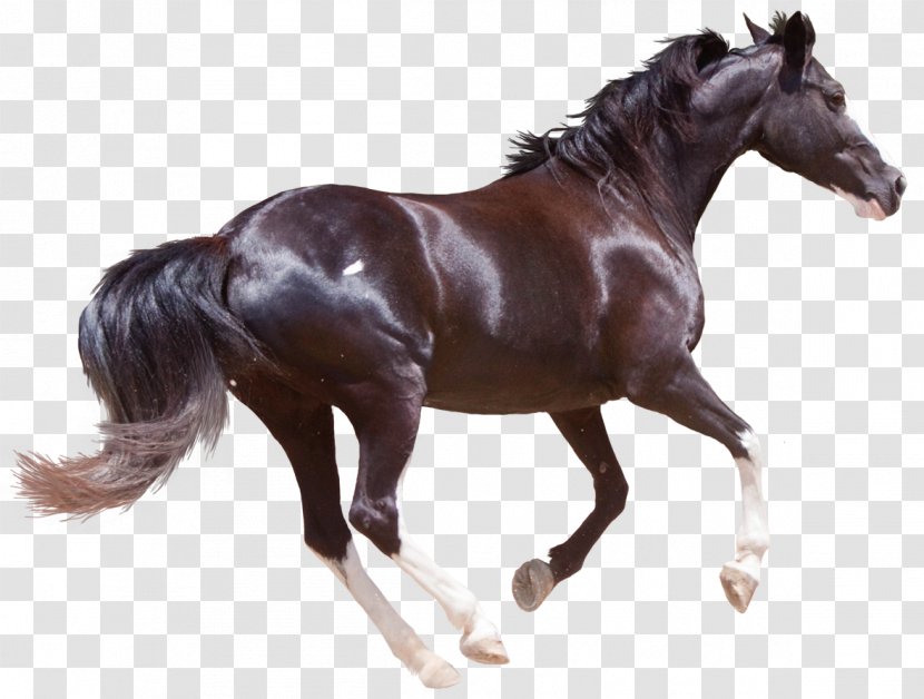 Friesian Horse American Paint Morgan Chincoteague Pony Stallion - Like Mammal - Gazelle Transparent PNG