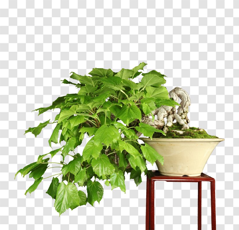 Chinese Sweet Plum Flowerpot Herb Tree Sageretia - Blossom Bonsai Transparent PNG